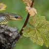 Uzovka stromova - Zamenis longissimus - Aesculapian Snake 6899